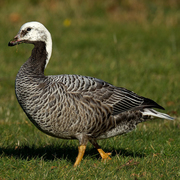 Juvenile molting into breeding plumage. Juvenile molting into breeding plumage.