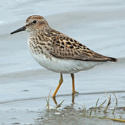 Note yellow legs, shorter bill, and brownish back.